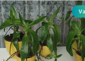 ოქროს ულვაში: ცნობილია, როგორც 100 დავაადების წამალი! იგი ნებისმიერ ტკივილგამაყუჩებელზე უკეთ მოქმედებს!