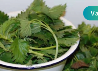 ჭინჭარი როგორც წამალი მკურნალობს დიაბეტს! აი ასე ამზადებდა ჩემი დედამთილი!