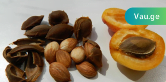 არ გადაყაროთ გარგარის კურკა! თურმე რამდენ რამეს კურნავს!!