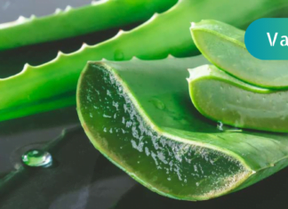 ამ მცენარემ უკვე გადაარჩინა უამრავი ადამიანის სიცოცხლე! ნახეთ, როგორ უნდა გამოიყენოთ სწორად რომ შედეგი მიიღოთ!