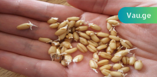 გაღივებულ ხორბალს შეუძლია განკურნოს მთელი ორგანიზმი! გაიგეთ მეტი…